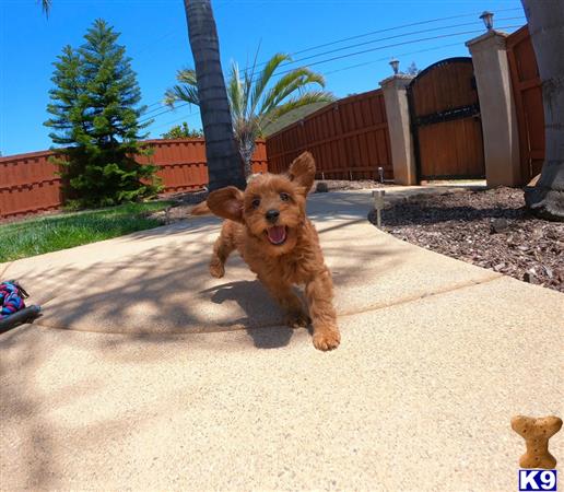 PuppyAvenue Picture 3